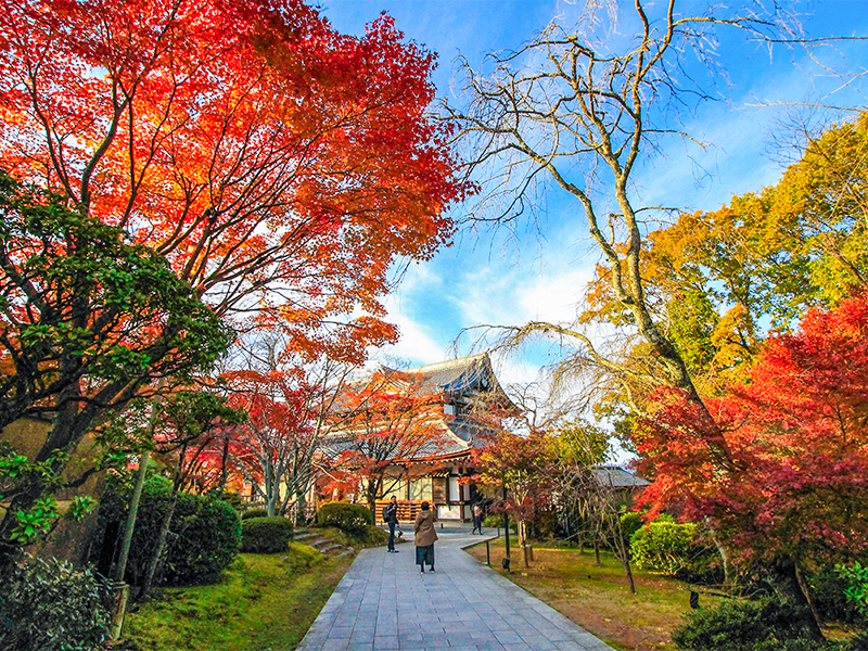 【将軍塚青龍殿】森の案内人と錦秋トレッキング！知恩院から絶景の大舞台、清水寺へ～樹齢700歳の巨樹と出会い、大名刹が連なる聖域、深い森を越えて～