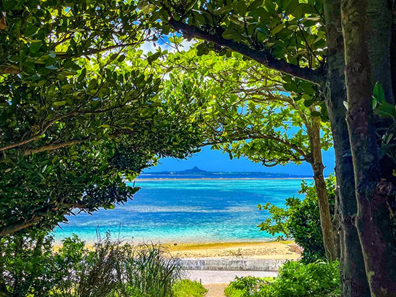 【やんばる】琉球王国最高の聖地、世界遺産の森へ！三浦が贈る夢の沖縄縦断ツアー～サンゴが生んだ琉球の都、石の要塞グスク、精霊宿る森から斎場御嶽まで～