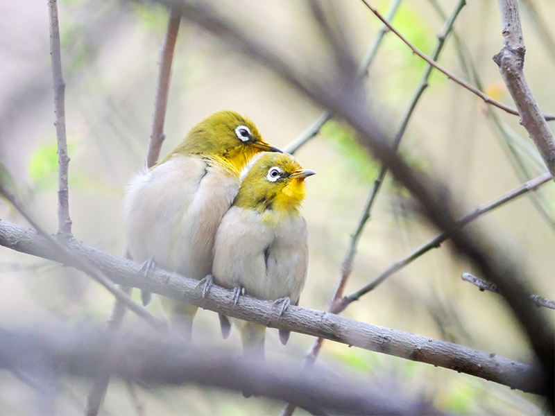 京都御苑】京都人が愛する野鳥の楽園！野鳥の達人と、麗しき渡り鳥に