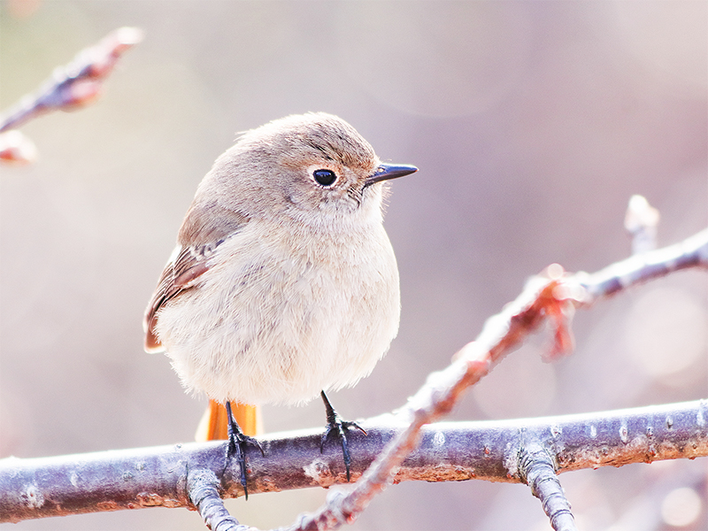 【京都御苑】京都人が愛する野鳥の楽園！野鳥の達人と、麗しき渡り鳥に会いにいこう～シベリアからの旅人、幸せを呼ぶ青い鳥、春告げ鳥…フィールドスコープで迫る～