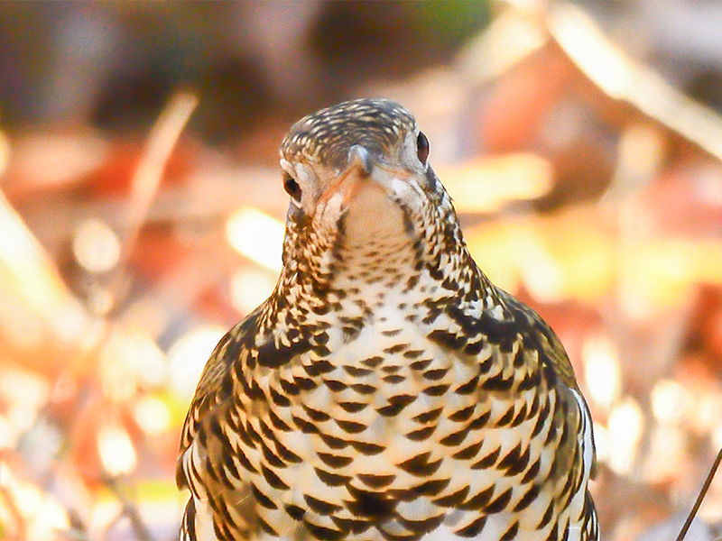 京都御苑】京都人が愛する野鳥の楽園！野鳥の達人と、麗しき渡り鳥に