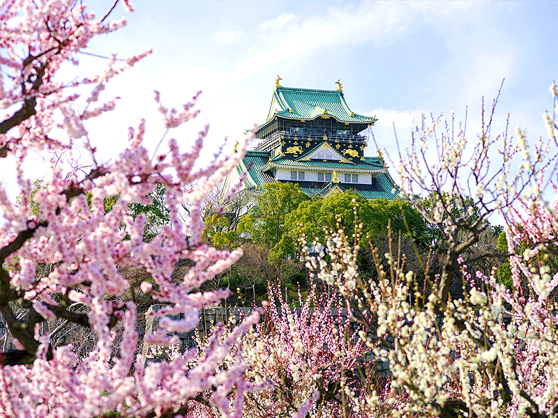 【大阪城】見渡せば梅尽くし天下人の巨城へ！庭師といく、豪華絢爛な春の夢の世界～紀州御殿の庭園、天守と梅の競演、圧倒的な巨大石垣から淀殿が愛した山里丸まで～