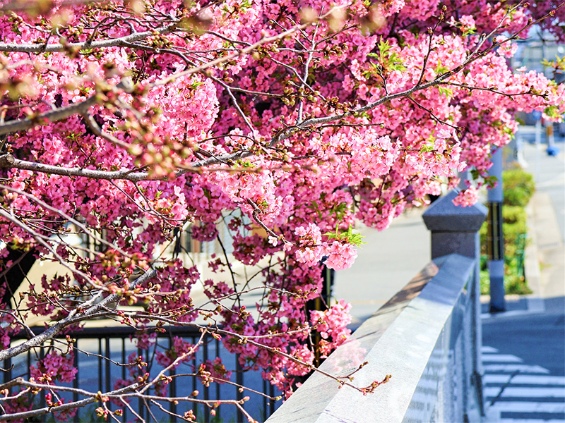 【本法寺涅槃会】年に一度、長谷川等伯の真筆「大涅槃図」特別公開！日蓮宗の本山へ～河津桜の戻橋、本阿弥光悦「巴の庭」、球技の聖地…春らんまんの古寺巡礼～