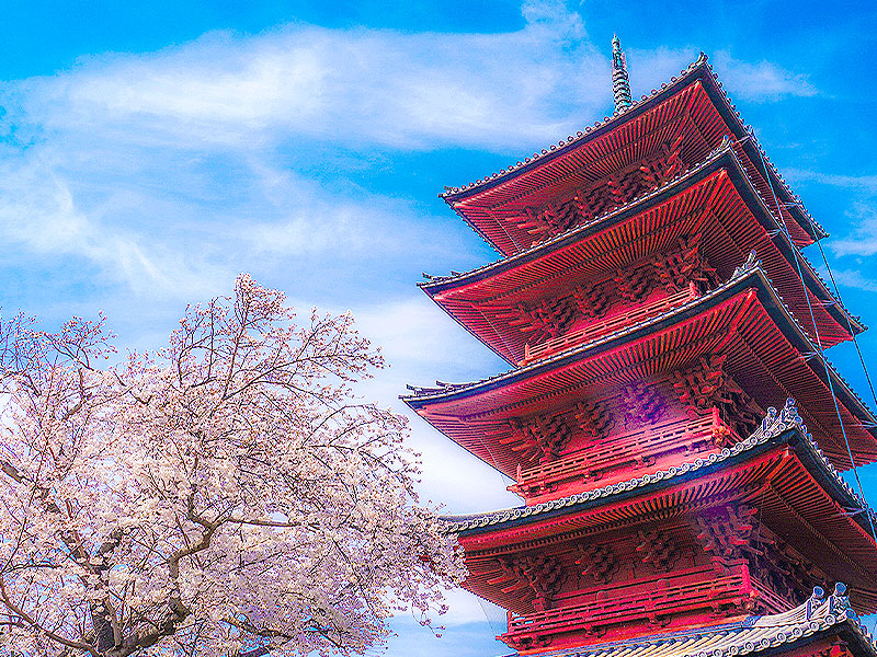 【池上本門寺】東京屈指の建築パワースポット！建築史家と、桜花爛漫の一大聖地へ～400年の圧巻建築群に迫る！関東最古の五重塔から現代建築の傑作まで～