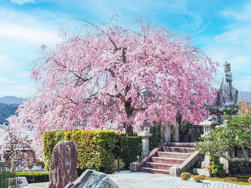 【圓光寺】洛北一の絶景、穴場の桜庭園へ！苔むす隠れ禅寺と雲海に龍躍る枯山水～古社に佇む淡墨桜、円山応挙の竹林、桜の回廊…山麓の名刹をいく～