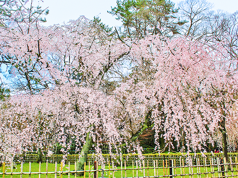 【京都御苑】天皇も愛でた一面の糸桜、通常非公開の宝鏡寺を特別拝観～姫君が暮らした人形寺から京都御苑・近衛邸跡まで、格式高き4ヶ寺をめぐる～