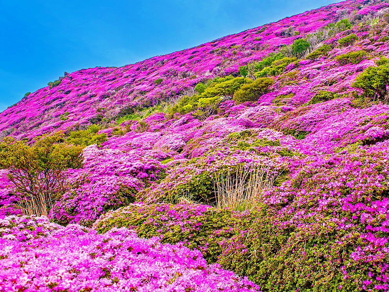 【霧島】火山を染めるミヤマキリシマ大群落！森の案内人と日本神話の聖地をいく～圧巻日本一の巨樹、最古最大級の縄文集落、“火の島”から世界遺産・仙巌園まで～