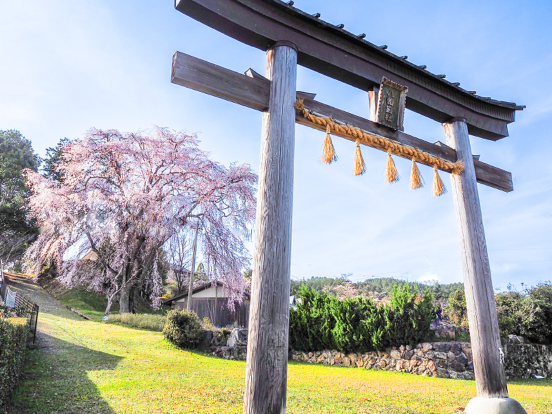 【サロン限定】吉村が愛してやまない“京北の桜”＆美食ミステリーバスツアー～里に咲く孤高の桜、風土と食の絶品フレンチ、車でしか行けない名桜づくし～