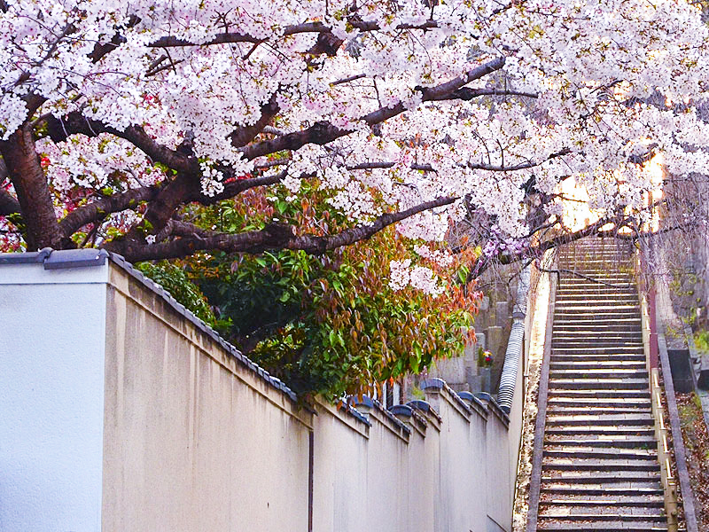 【天王寺七坂】ブラタモリ案内人と大阪寺町凸凹ツアー！七つの“イイ坂”を堪能せよ～巨大都市をつらぬく舌状台地、河底池から重要文化財・大阪最古の建築まで～