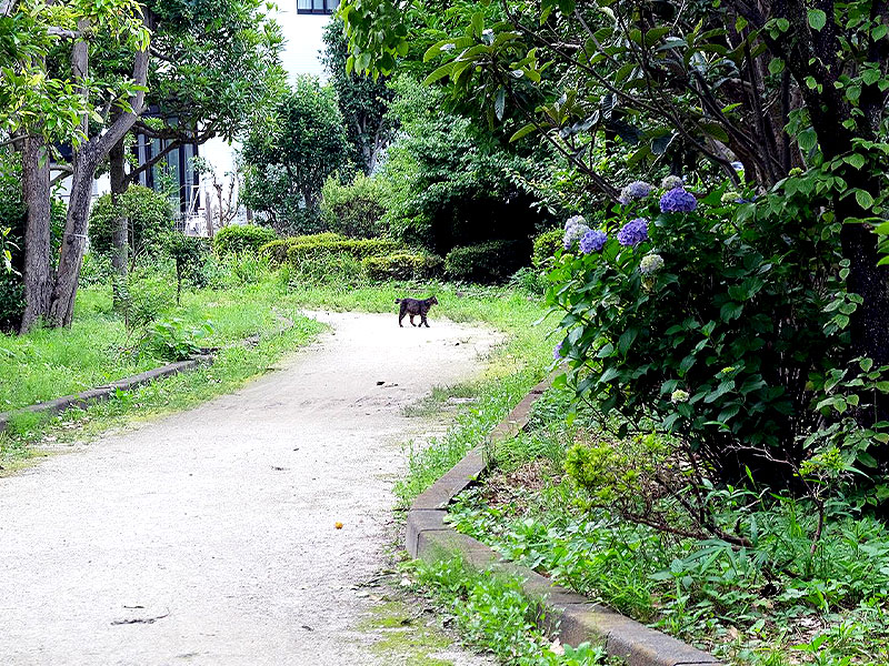 【狛江】幻の川の迷宮へ！暗渠者・本田さんと“狛江暗渠ラビリンス”絡み合う水路網を追う〜まるで暗渠の見本市！？高床式、蓋がけ、親柱、水門跡…お稲荷さんの川まで〜