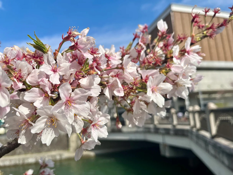 【六勝寺】吉村さんと動物園へ！園内に八角九重塔の痕跡、平安京の副都心をいく～今も残る金堂の基壇！？白河法皇と六つの巨大寺院が君臨した院政の舞台～