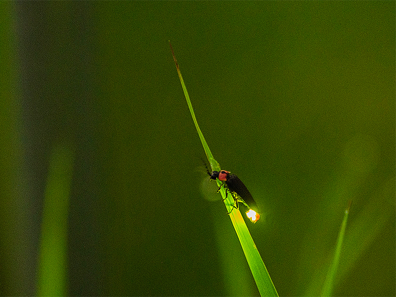 【蛍の夜会】南禅寺界隈の大邸宅へ、植治の隠れ名庭で蛍の宴＆数寄屋建築を特別拝見～この日限り蛍特別懐石、東山大茶会の茶室、天才庭師が手がけた近代庭園の精華～