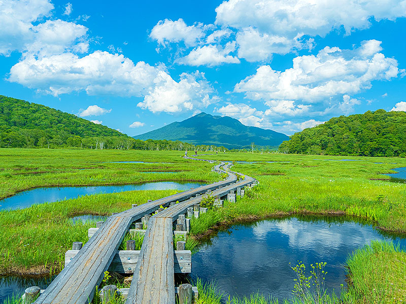 【尾瀬】純白の妖精が咲く日本最大の高層湿原へ！三浦さんと“天空の楽園”貸切バスツアー～摩訶不思議「竜宮現象」！まるで宝石箱、希少な高山植物が咲き誇る奇跡の大自然～