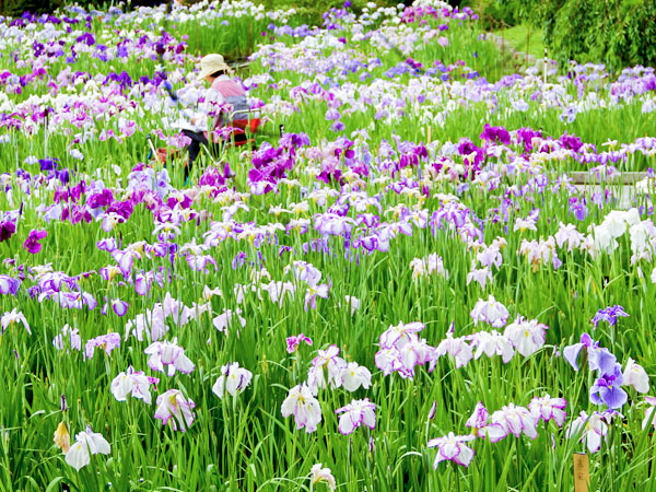 【京都府立植物園】森の案内人と巡る、初夏の花咲き競う日本一の植物園へ～紫陽花、桔梗、花菖蒲…まさに百花繚乱、日本列島の植物が大集結～