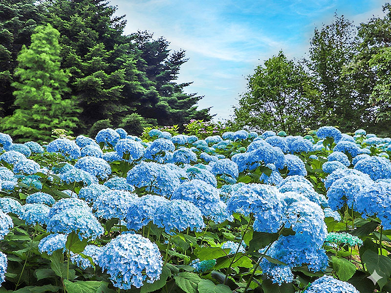 【神戸市立森林植物園】日本屈指のアジサイ名所！森の案内人と日本最大級の植物園へ～幻の花が咲く！5万株“東洋のバラ”から白樺＆メタセコイア林、世界の森が大集合～