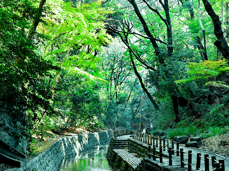 【等々力渓谷】ついに公開！新緑に包まれる都心の秘境、等々力渓谷から善養蜜寺へ～森の案内人とめぐる東京唯一の自然渓谷、古墳と神仏と太古の植生～