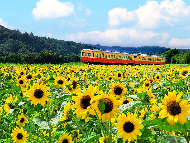 【小湊鉄道】車両まるごと貸切！ひまわり絶景の里山トロッコ、ぶらり秘境下車の旅～100年前の文化財駅舎が立ち並ぶ！窓一面に“緑のトンネル”、名物駅弁に舌つづみ～