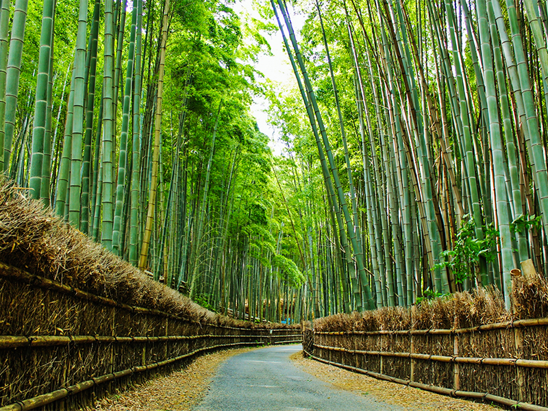 【洛西】吉村のベスト竹林！若竹鮮やかな「竹の春」竹の回遊式庭園へ～世界でも珍しい竹専門の公園、旧二条城の石仏群、物集女城跡まで～