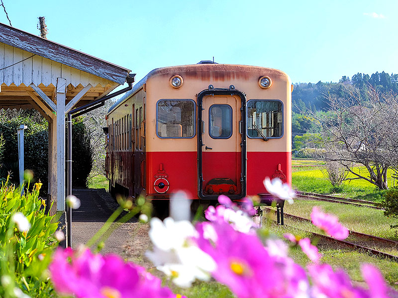【小湊鉄道】車両まるごと貸切！秋の絶景里山トロッコ、ぶらり秘境下車の旅～100年前の文化財駅舎が立ち並ぶ！窓一面に“緑のトンネル”、名物駅弁に舌つづみ～
