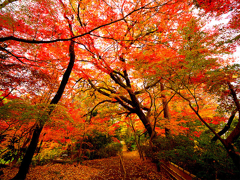 【等々力渓谷】ついに公開！紅葉に包まれる都心の秘境、等々力渓谷から善養蜜寺へ～森の案内人とめぐる東京唯一の自然渓谷、古墳と神仏と太古の植生～