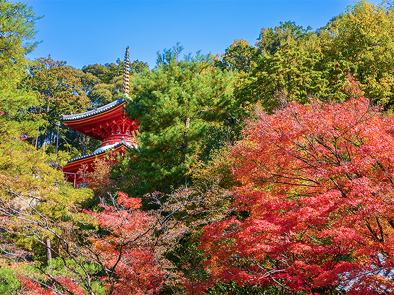 【泉涌寺】日本唯一、皇室の菩提寺へ！絶世の美女観音＆激レア三世仏を拝観～夢の浮橋、御座所の名庭、今熊野観音寺…紅葉と菊が織りなす秋絵巻～