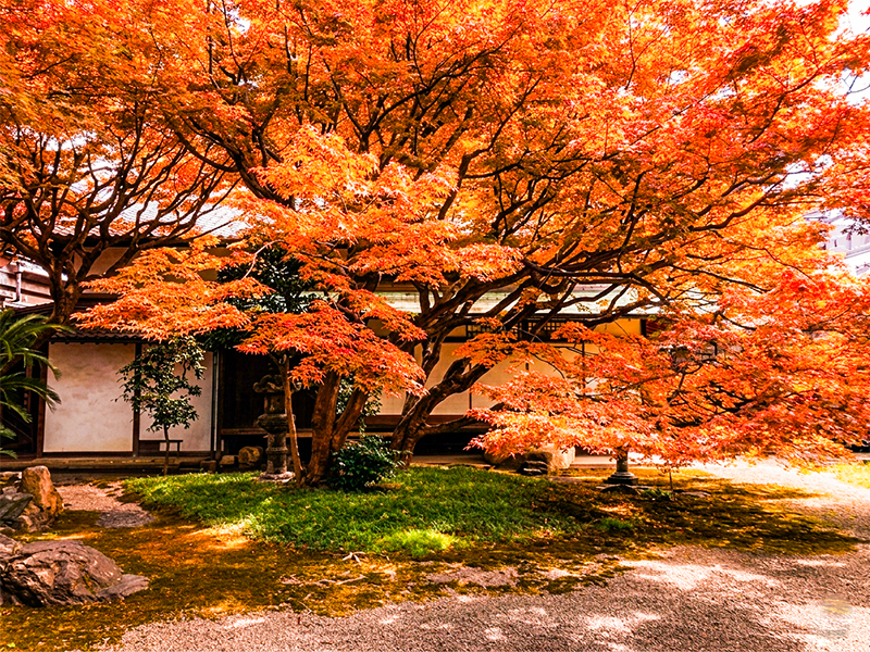 【佛光寺】英月さんと、ミッドナイト佛光寺！非公開寺院＆紅葉の書院を特別拝観～美食家僧侶イチ押し仕出し料理、南書院でお茶席を、本堂夜通し法話まで～