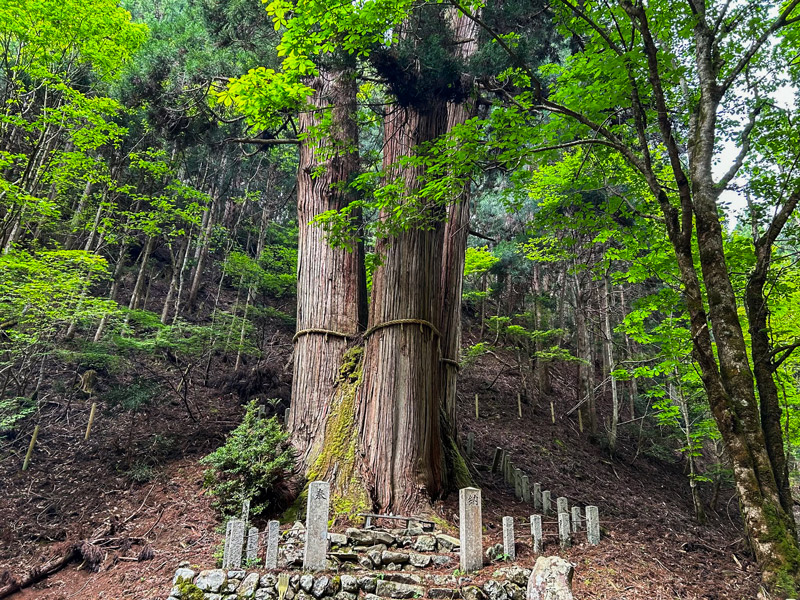 【花脊】高さ日本一、奇跡の三本杉！日本最古の懸造・峰定寺、貸切バスツアー～圧倒的な大自然！桂川の源流、秘境の観音霊場、樹齢1200年の三本杉まで～