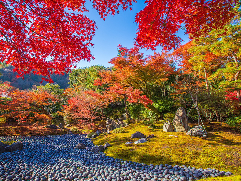 【宝厳院】錦秋が包む名庭を特別貸切、静かな朝に訪れた紅葉絵巻: ～朱に燃える障壁画、通常非公開の書院から獅子吼の庭を望む～#ky26d3390